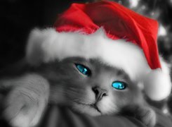 Boże Narodzenie,kociaczek