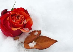 Czerwona, Róża, Listek, Śnieg
