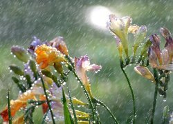 Kwiaty, Deszcz