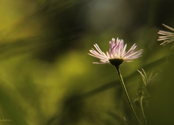 Fioletowy, Kwiatek