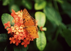 Piękny, Motyl, Pomarańczowe, Kwiatuszki