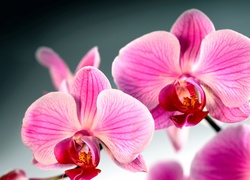 Storczyk, Orchidea, Kwiat