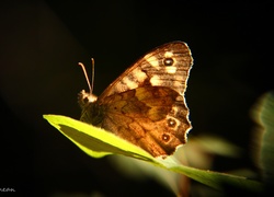 Motyl, Liść