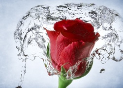 Czerwona, Róża, Woda