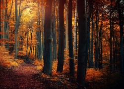 Las, Ścieżka, Liście, Jesień