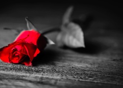 Samotna, Czerwona, Róża, Ławka