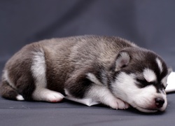 Śpiący, Szczeniak, Siberian Husky
