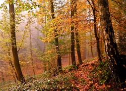 Las, Drzewa, Liście, Światło, Jesień