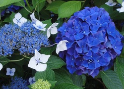 Niebieskie, Kwiaty, Ogród