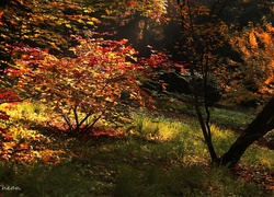 Jesień, Drzewa, Trawa, Kolorowe, Czerwone, Liście