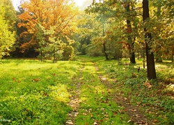 Park, Dróżka, Drzewa, Trawa, Jesień, Kolorowe, Liście