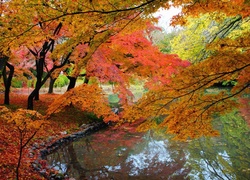 Rzeka, Kolorowe, Drzewa, Park, Jesień