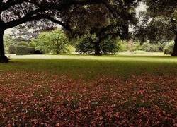 Park, Klomby, Drzewa, Liście, Jesień
