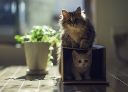 Koty, Pudełko