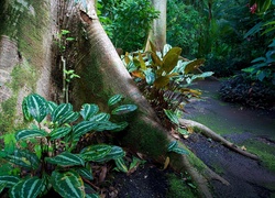 Ogród Botaniczny, Hawaje, USA