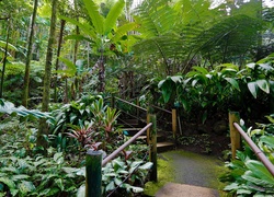 Hawaje, Tropikalny, Ogród Botaniczny, Schodki