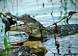 Krokodyl Paszcza, Ryba, Woda
