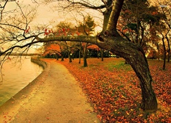 Rzeka, Park, Jesień