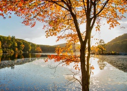 Jesień, Jezioro, Lasy, Drzewo