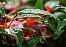 Jesień, Liście, Krople, Deszczu