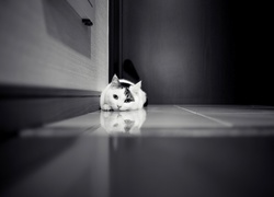 Kot, Podłoga, Czarno-Białe