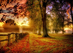 Jesień, Liście, Drzewa, Płot, Mgła