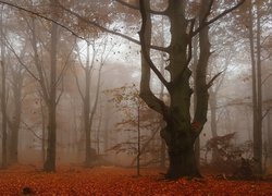 Jesień, Mgła, Drzewa, Liście