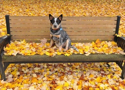 Ławka, Liście Australian cattle dog