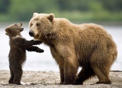Dwa, Mały, Duży, Niedźwiedzie