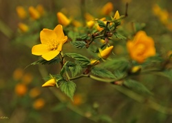 Złotlin Japoński, Żółty, Kwiat