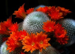 Kaktus, Pomarańczowe, Kwiaty
