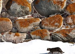 Kamienie, Śnieg, Kot
