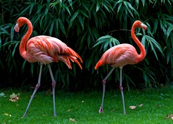 Dwa, Flamingi, Trawa, Krzewy