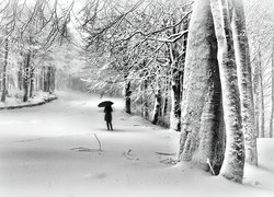 Droga, Drzewa, Śnieg, Postać, Parasol