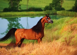 Koń, Arab, Staw