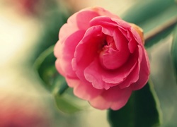 Różowy, Kwiat