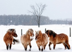 Konie, Zima, Pole