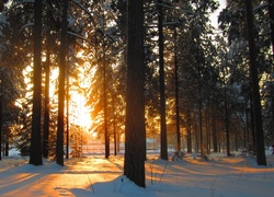 Park, Drzewa, Śnieg, Zachód, Słońca