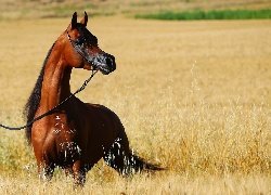 Koń, Zboże, Uzda