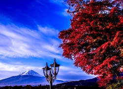 Góra, Fuji, Drzewo, Lampa, Japonia