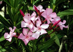 Różowy, Oleander