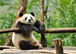 Miś, Panda, Odpoczynek, Drzewa