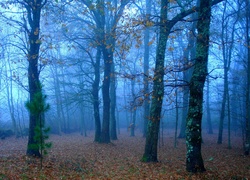 Las, Mgła, Liście