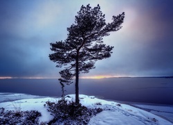 Samotne, Drzewo, Wybrzeże, Zima