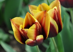 Dwa, Żółto, Czerwone, Tulipany