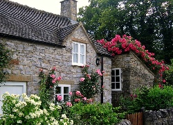 Dom, Ogródek, Pnące, Róże