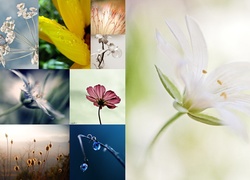 Polne, Kwiaty, Motylek