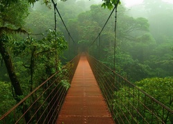 Dżungla, Most