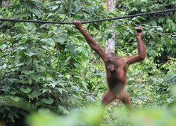 Orangutan, Dżungla, Lina