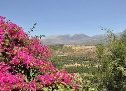 Kreta, Góry, Pola, Kwitnąca, Bugenwilla
